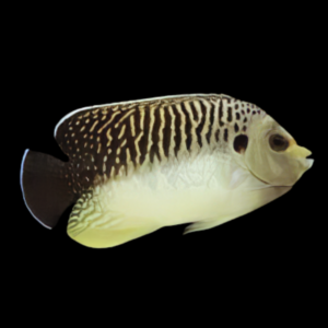 Kingi Angelfish Apolemichthys Kingi