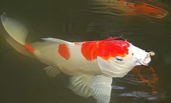 Kohaku Japanese Koi Carp Cyprinus Carpio - Image 10