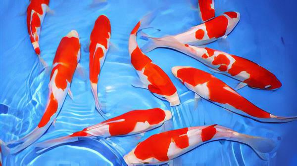 Kohaku Japanese Koi Carp Cyprinus Carpio - Image 7