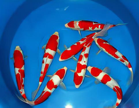 Kohaku Japanese Koi Carp Cyprinus Carpio - Image 8