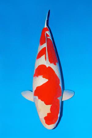 Kohaku Japanese Koi Carp Cyprinus Carpio - Image 6