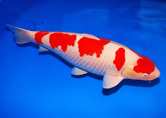 Kohaku Japanese Koi Carp Cyprinus Carpio - Image 9