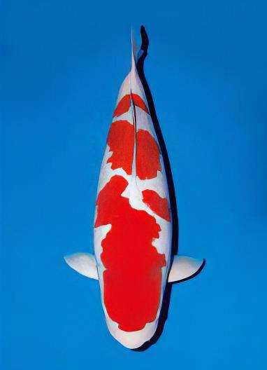 Kohaku Japanese Koi Carp Cyprinus Carpio - Image 5