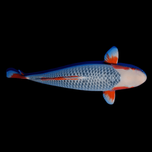 Asagi Japanese Koi Carp Cyprinus Carpio