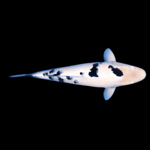 Bekko Grade A Koi Carp Cyprinus Carpio