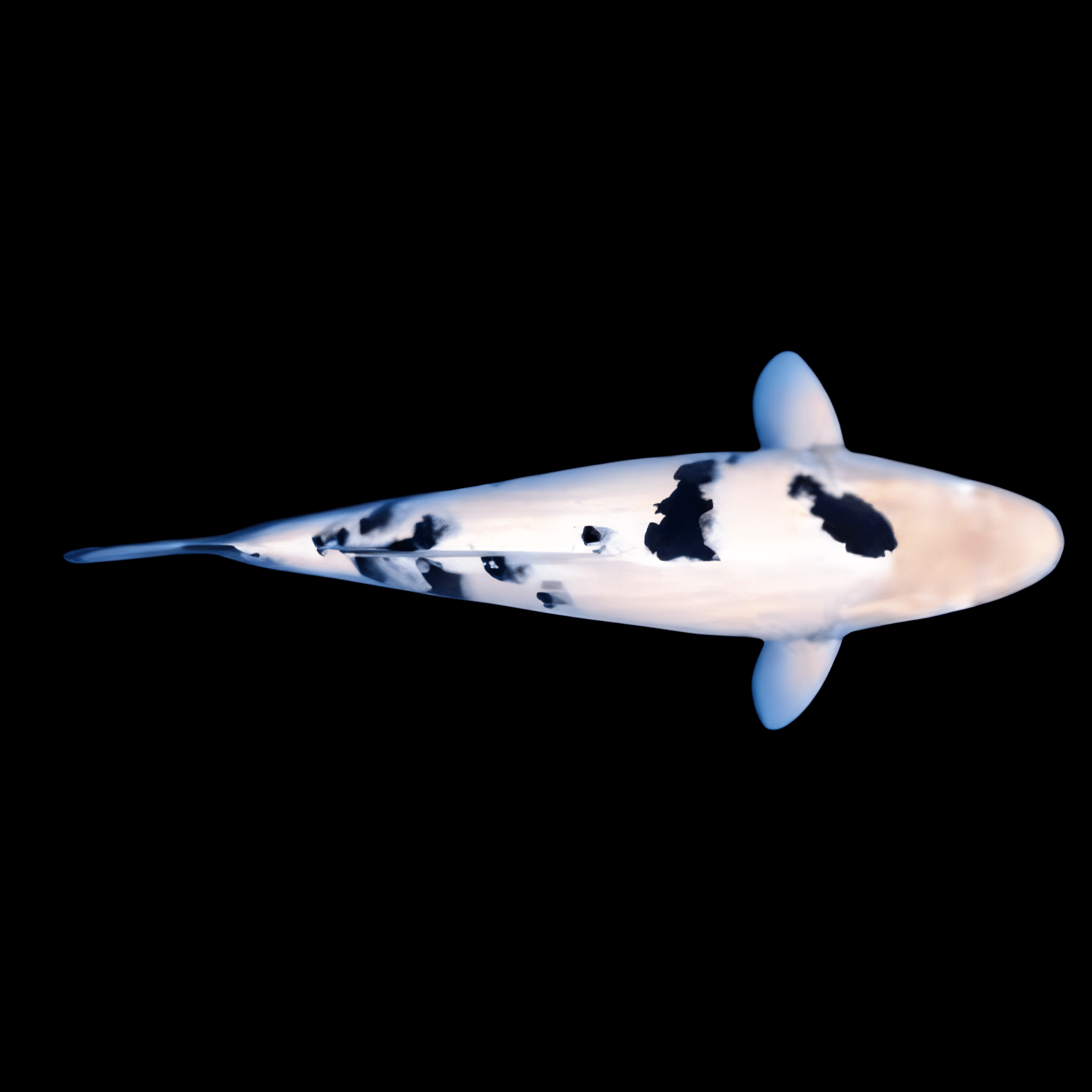 Bekko Japanese Koi Carp Cyprinus Carpio