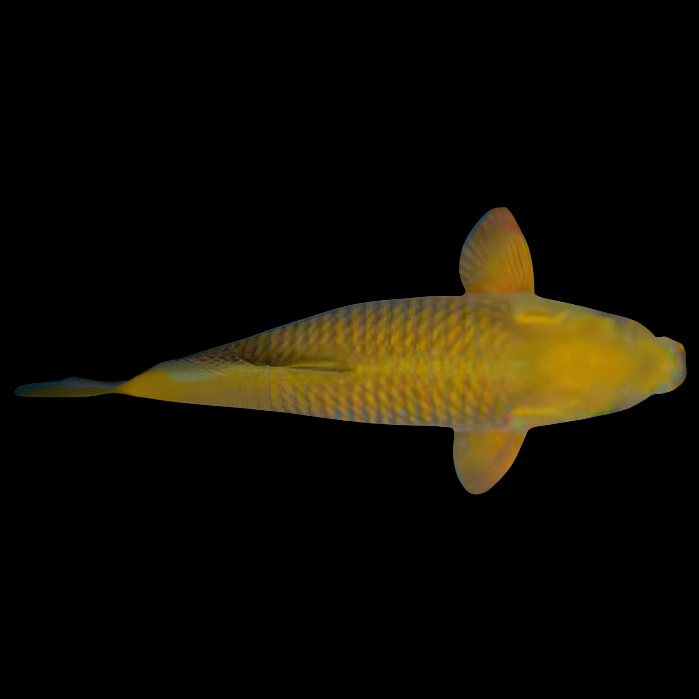 Chagoi Japanese Koi Carp Cyprinus Carpio