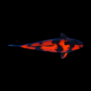 Hi Utsuri Grade A Koi Carp Cyprinus Carpio