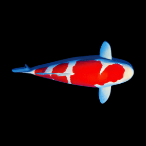 Kohaku Japanese Koi Carp Cyprinus Carpio