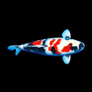 Showa Japanese Koi Carp Cyprinus Carpio