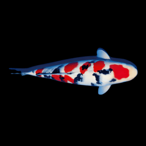 Taisho Sanke Japanese Koi Carp Cyprinus Carpio