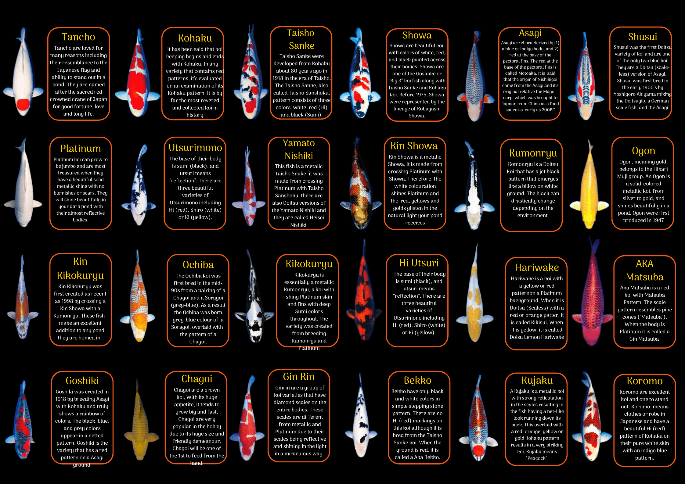 x75 Assorted Grade A White Ghost Koi Carp Cyprinus Carpio 10cm - Auction - Image 4