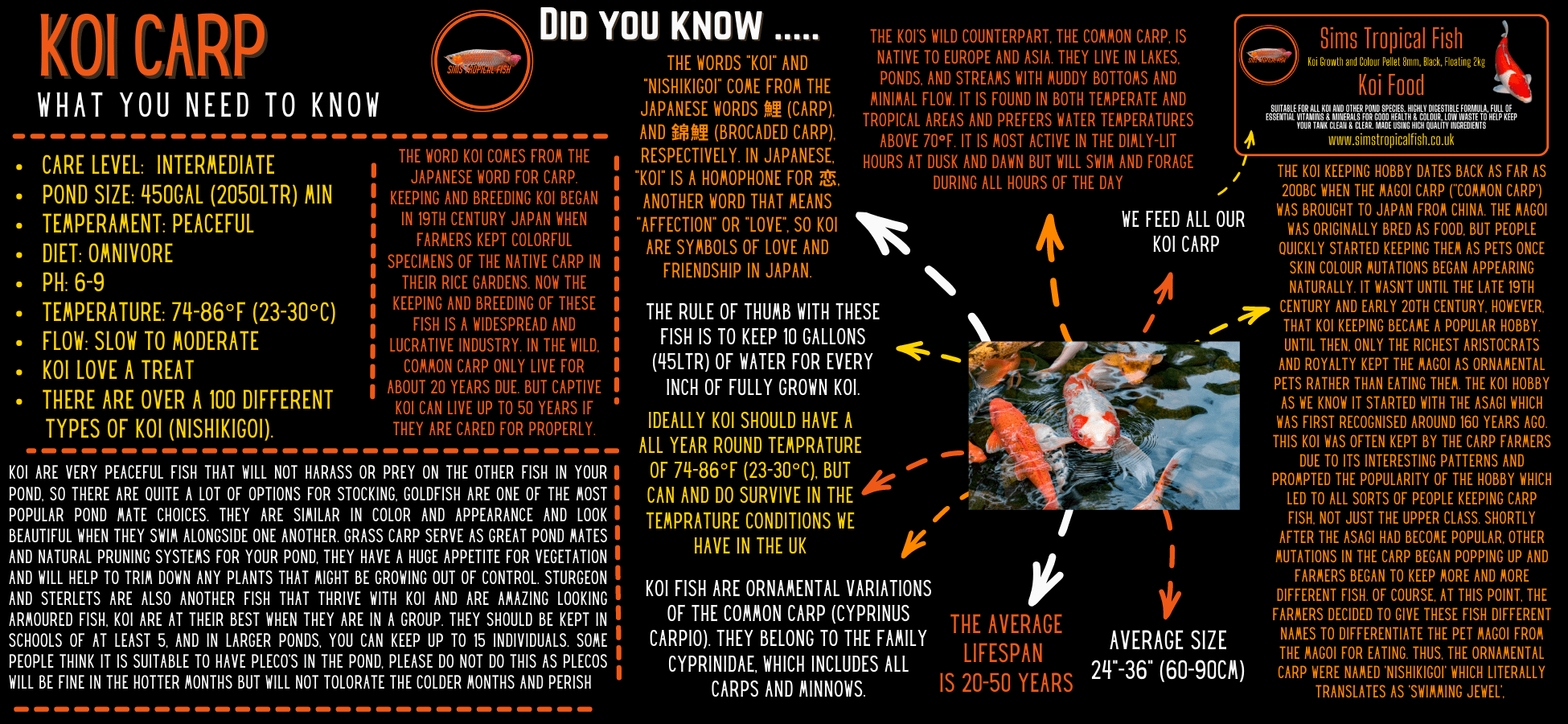 x75 Assorted Grade A White Ghost Koi Carp Cyprinus Carpio 10cm - Auction - Image 3