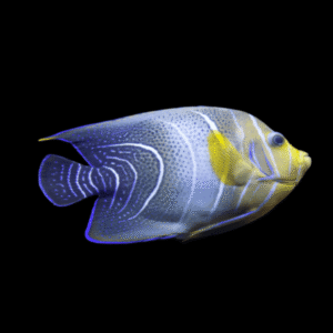 Koran Angelfish Pomacanthus Semicirculatus