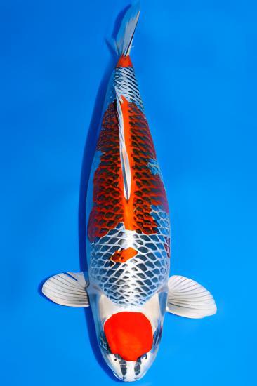Kujaku Japanese Koi Carp Cyprinus Carpio - Image 6