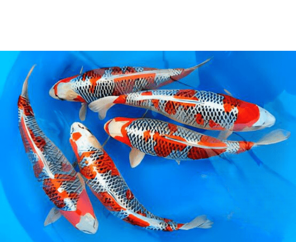 Kujaku Japanese Koi Carp Cyprinus Carpio - Image 7