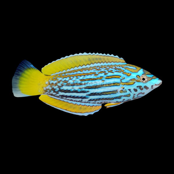 Lennardi Wrasse Anampses Lennardi