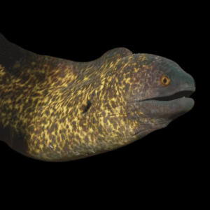 Leopard Yellow Edged Eel Gymnothorax Flavimarginatus