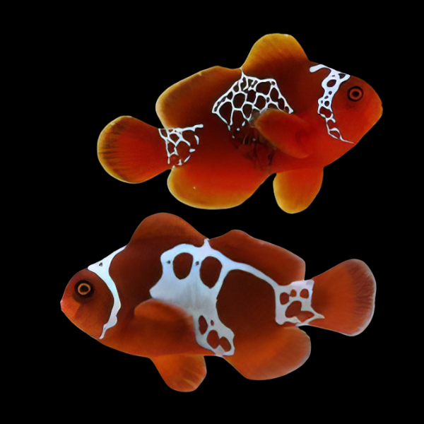 Lightning Maroon Clownfish Premnas Biaculeatus Pair