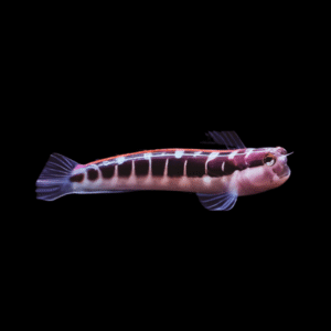 Linear Red Stripe Blenny Ecsenius Lineatus