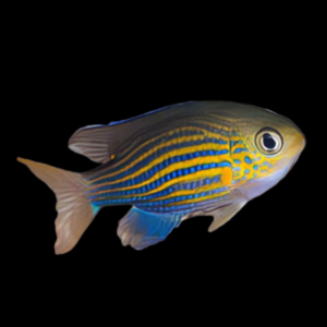 Lined Chromis Pycnochromis Lineatus