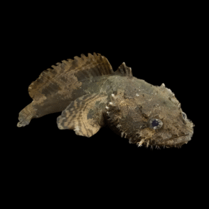 A1 Brackish Lion Fish Stone Fish Batrachomoeus Trispinosus 10cm - Auction