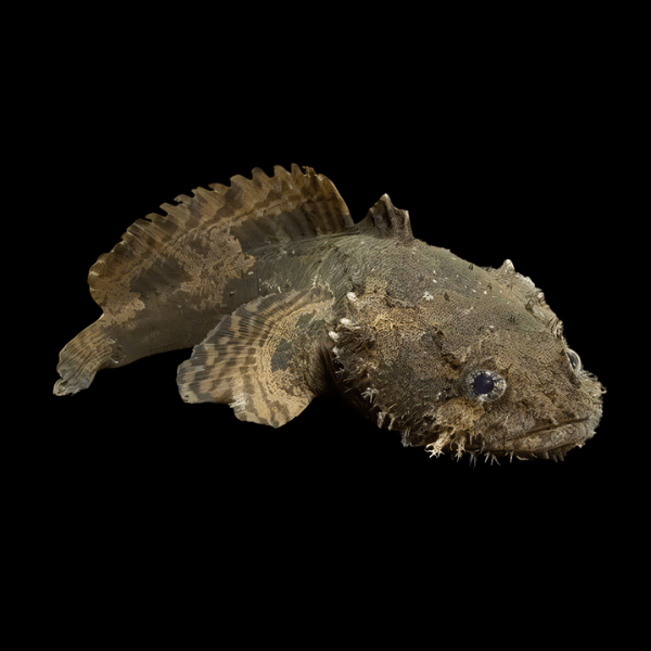 A1 Brackish Lion Fish Stone Fish Batrachomoeus Trispinosus 10cm - Auction