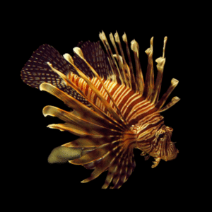 Broadbarred Firefish Lion Fish Pterois Antennata