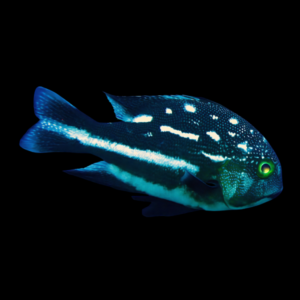 Long Fin Macolor Sweetlips Macolor Macularis