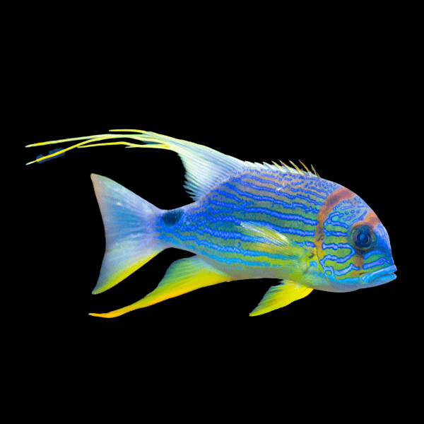 Long Fin Snapper Symphoricthys Spilurus