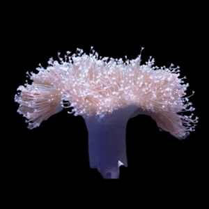 Long Tentacle Toadstool Soft Coral Sarcophyton Sp