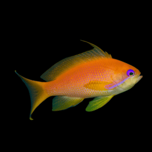 Sea Goldie Lyretail Anthias Pseudanthias Squamipinnis
