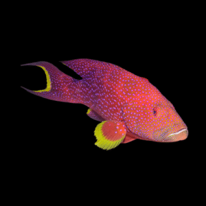 Lyretail Louti Grouper Variola Louti