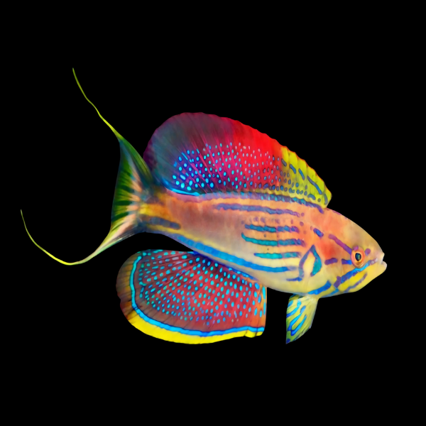 Madagascar Flasher Wrasse Paracheilinus Hemitaeniatus