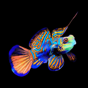 Mandarin Dragonette Synchiropus Splendidus