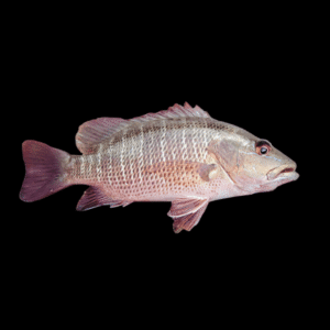 Mangrove Jack Lutjanus Argentimaculatus 10cm