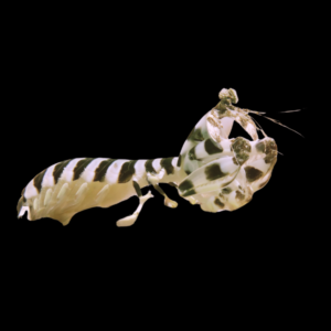 Mantis Shrimp Banded Lysiosquillina Maculata