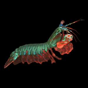 Mantis Shrimp Giant Green Odontodactylus Scyllarus