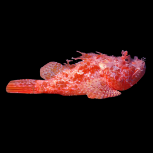 Marbled Scorpino Scorpion Fish Scorpaenodes Sp