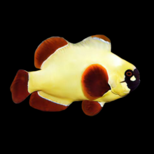 Maroon Golden Nugget Clownfish Amphiprion Ocellaris