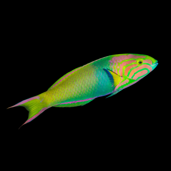Marshall Island Wrasse Thalassoma Lutescens
