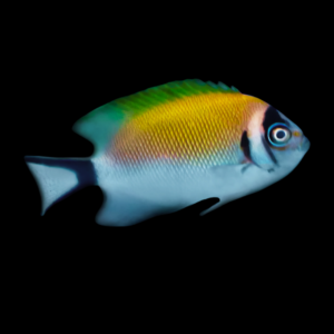 Masked Swallowtail Angel Genicanthus Semifasciatus