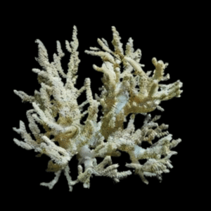 Medusa Soft Coral Sinularia Flexibilis