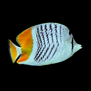 Mertens Butterfly Fish Chaetodon Mertensii