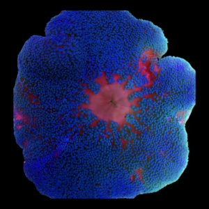 Metallic Blue Carpet Anemone Stichodactyla Haddoni