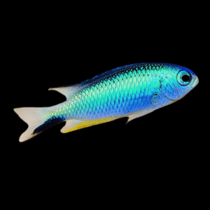 Metallic Blue Star Damsel Chromis Pomacentrus Alleni