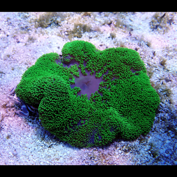 Metallic Green Carpet Stichodaqctyla Haddoni - Image 3