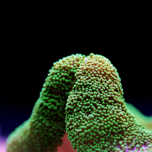 Metallic Green Carpet Stichodaqctyla Haddoni - Image 5