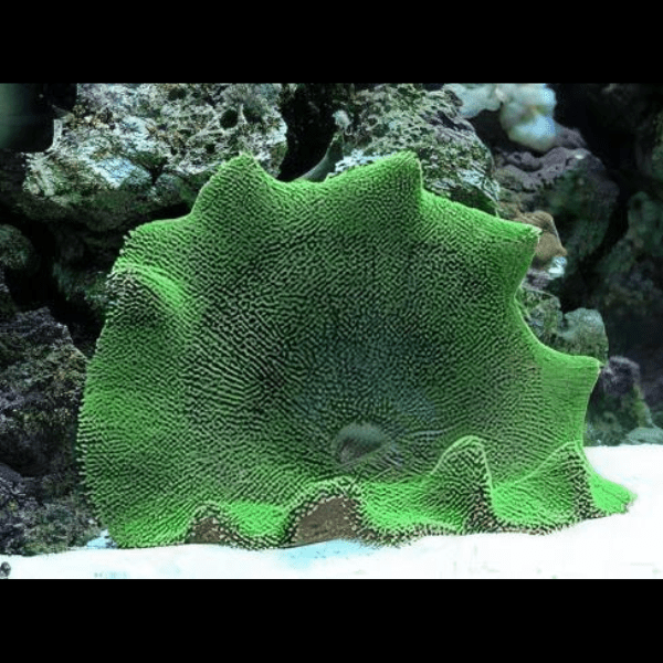 Metallic Green Carpet Stichodaqctyla Haddoni - Image 2