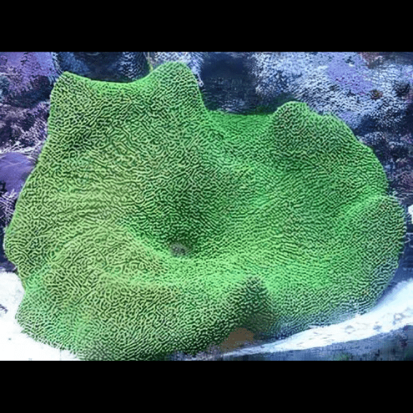 Metallic Green Carpet Stichodaqctyla Haddoni - Image 4